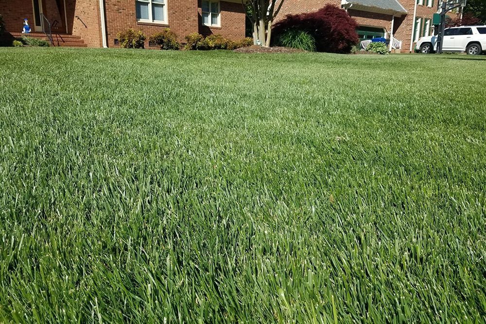 Lush green lawn in front of a brick house with a red door. Sunny day.
