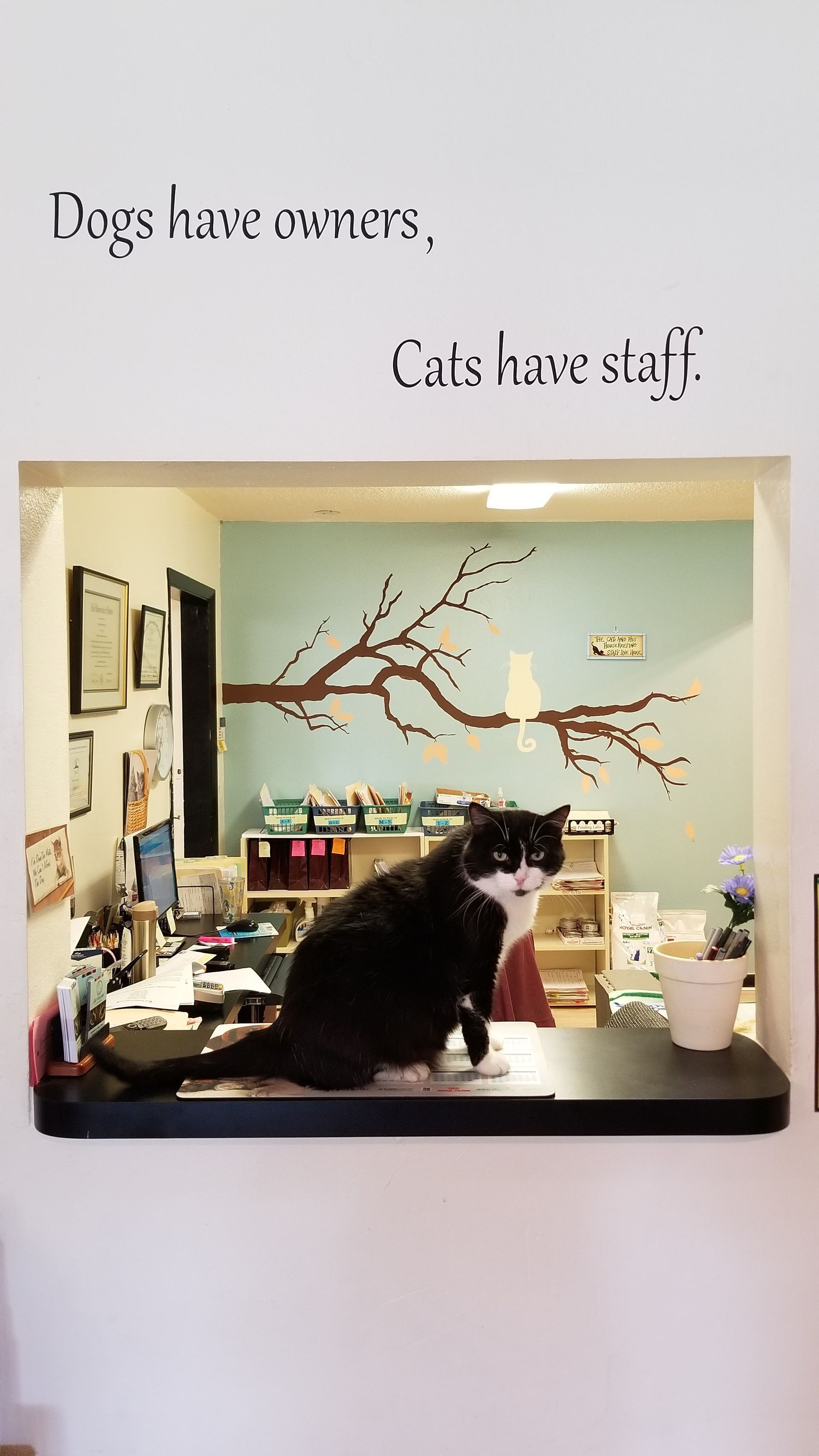 Cat in a framed photo below the text “Dogs have owners, cats have staff.”