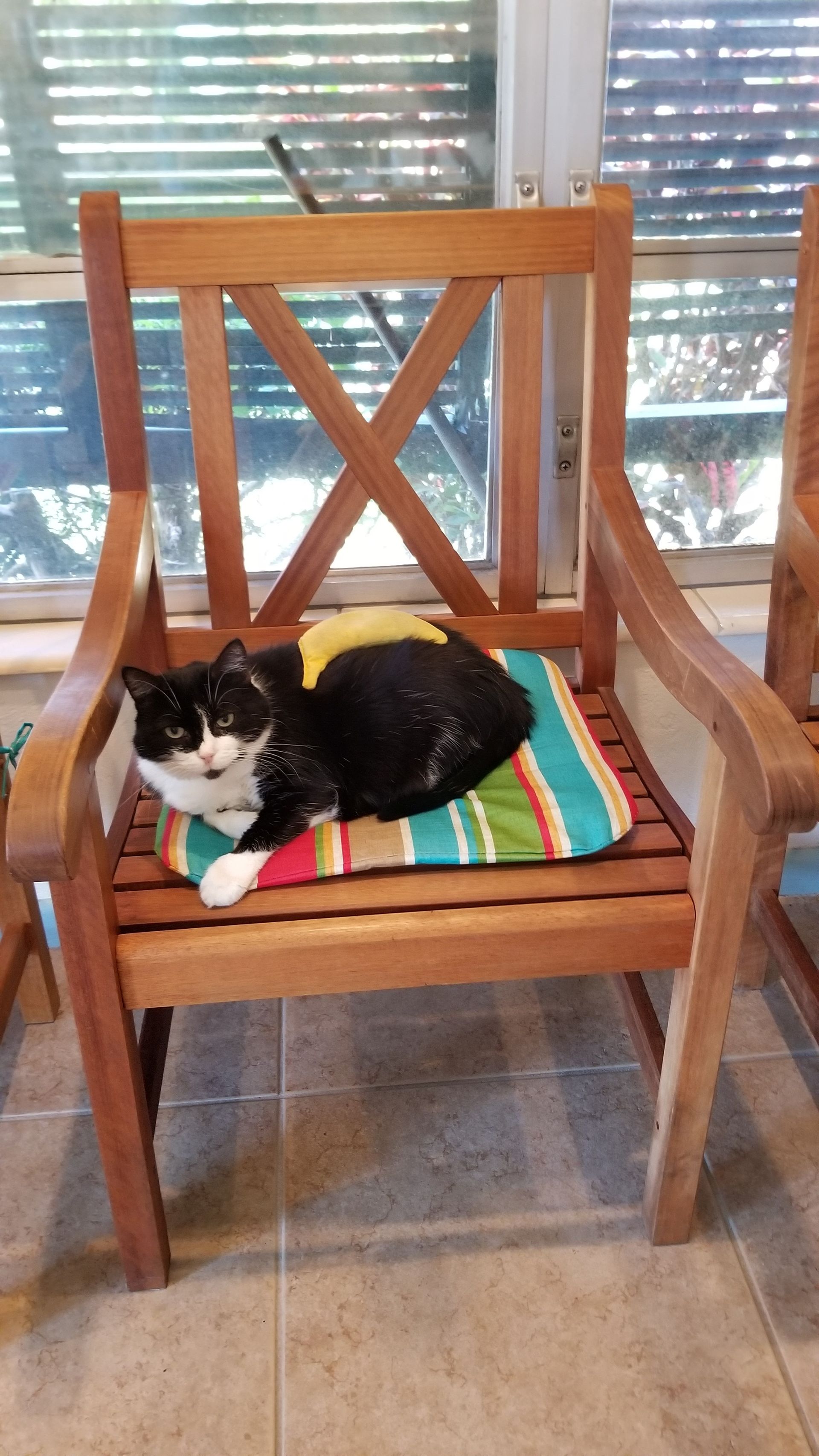 A black-and-white cat curled on a striped cushion on a wooden chair by a window