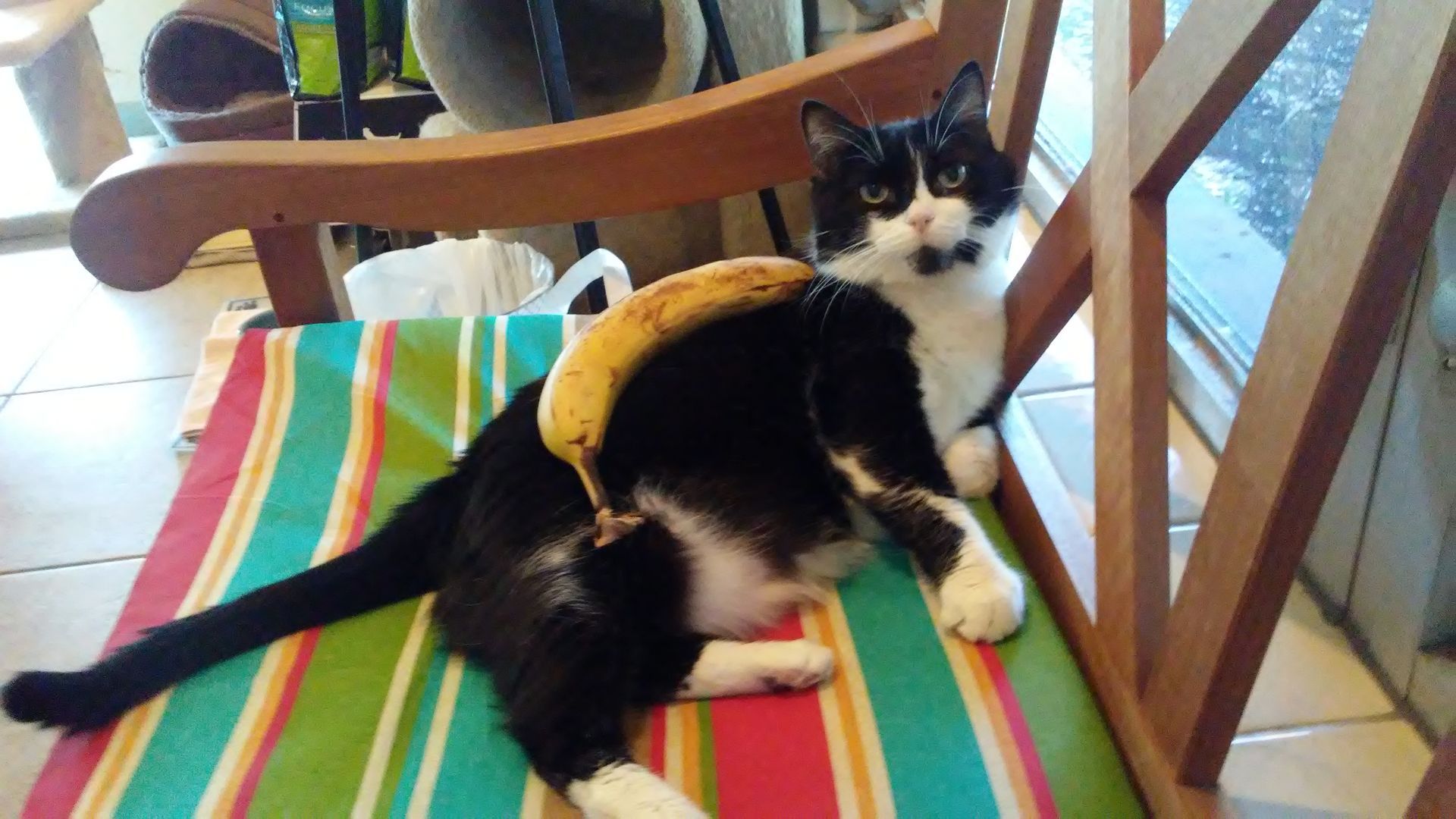 Black-and-white cat lounging on a rainbow-striped chair with a banana resting on its back