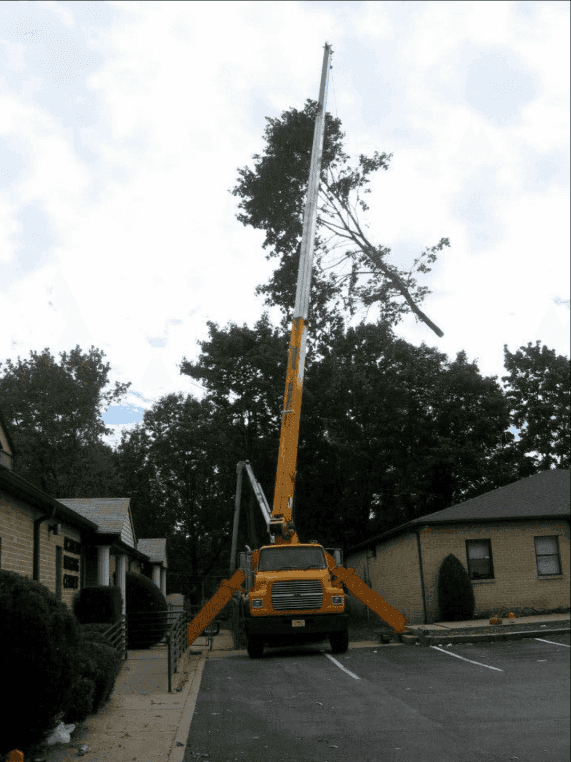 Tree Service