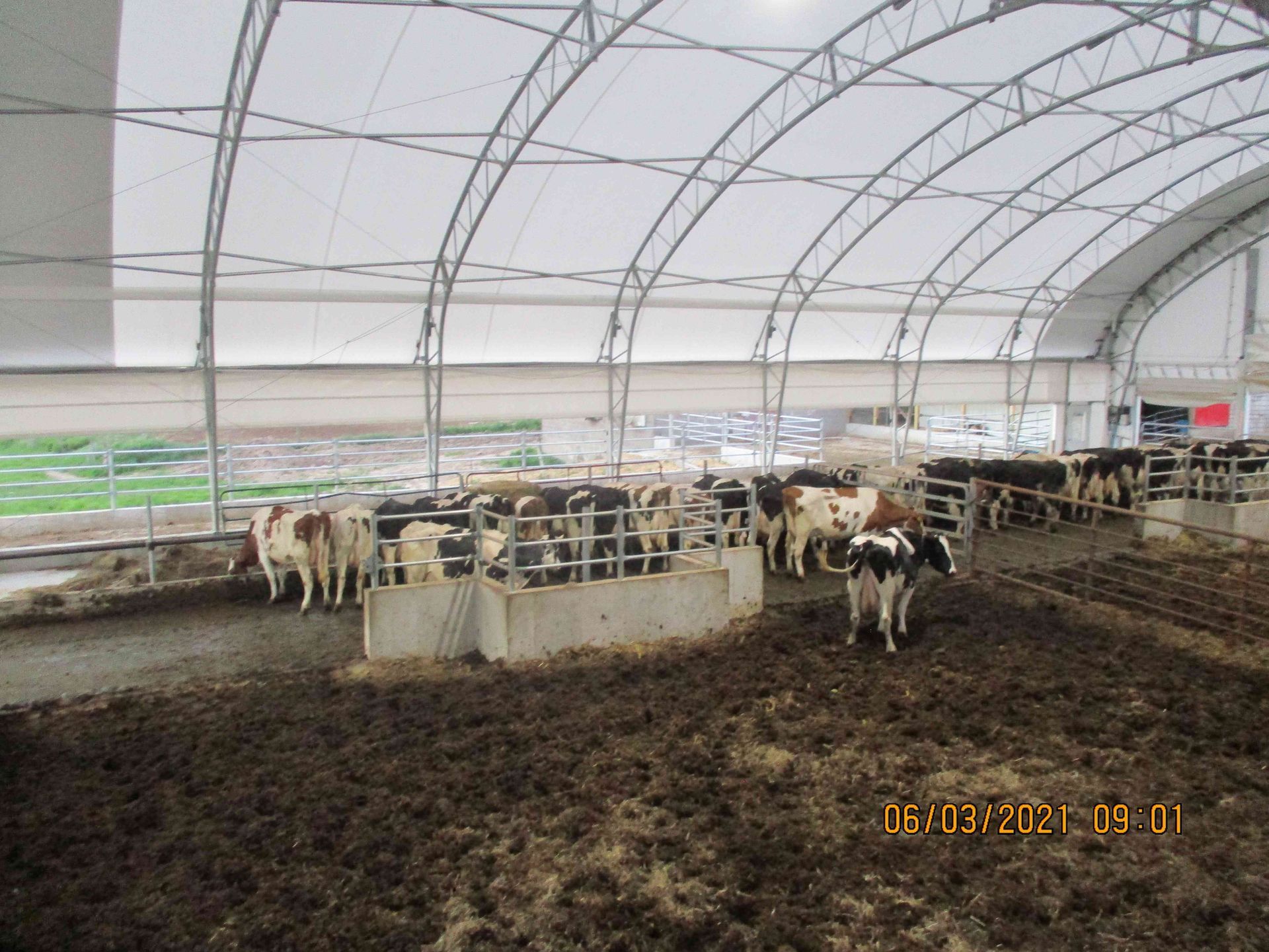 Cows in a barn with a white arched roof. The ground is covered in dirt and hay.