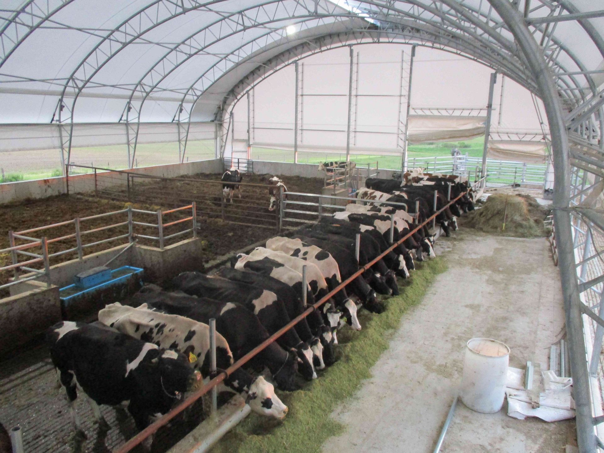 Cows eating hay in a covered barn. Black and white cows are lined up at a feeding trough.