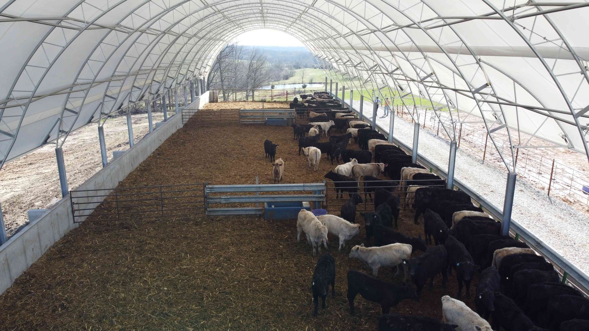 Cattle inside a large white arched barn. Black and white cows stand on a bed of hay.