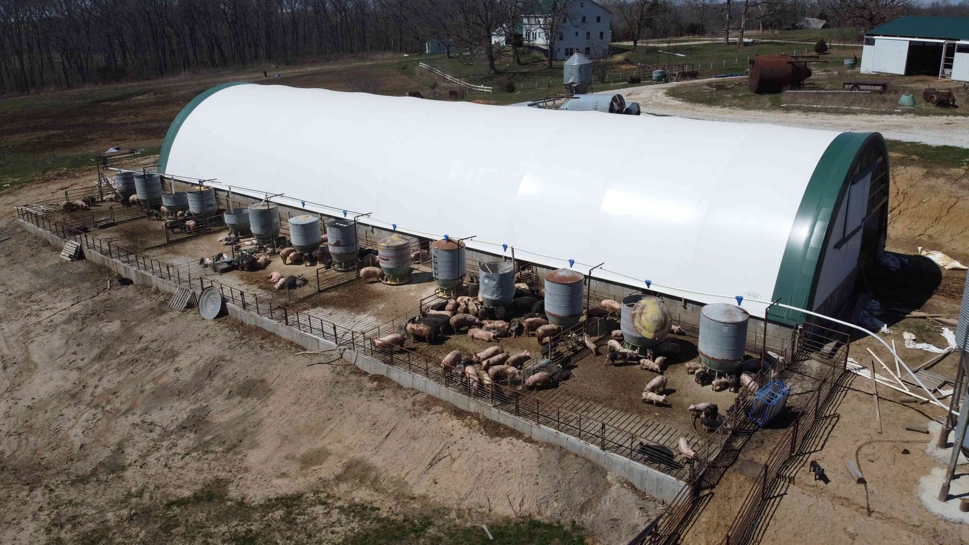 Pigs in a pen under a white arched building with green ends, with feeding stations.