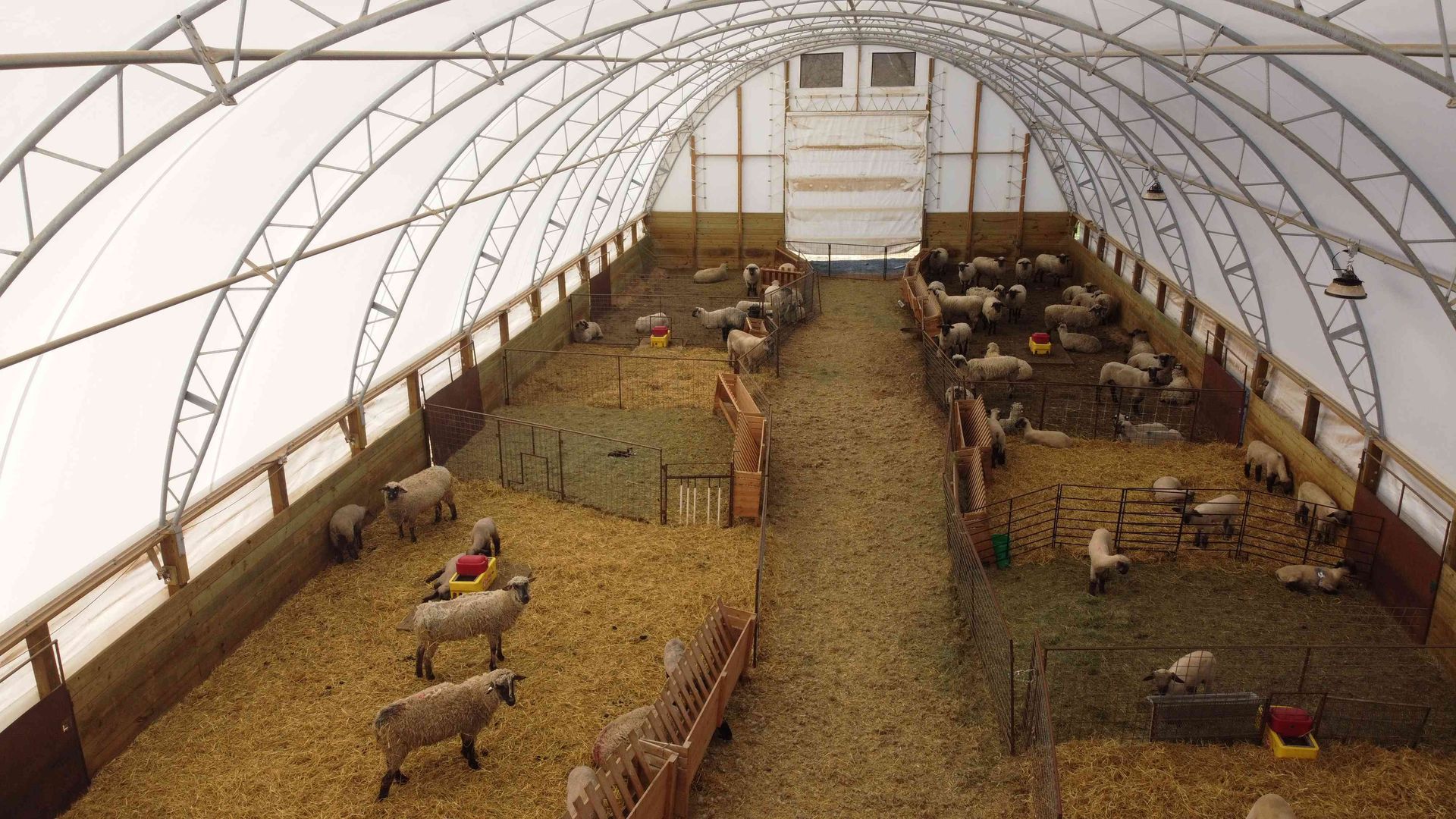 Sheep inside a large, arched barn with hay and feeders.