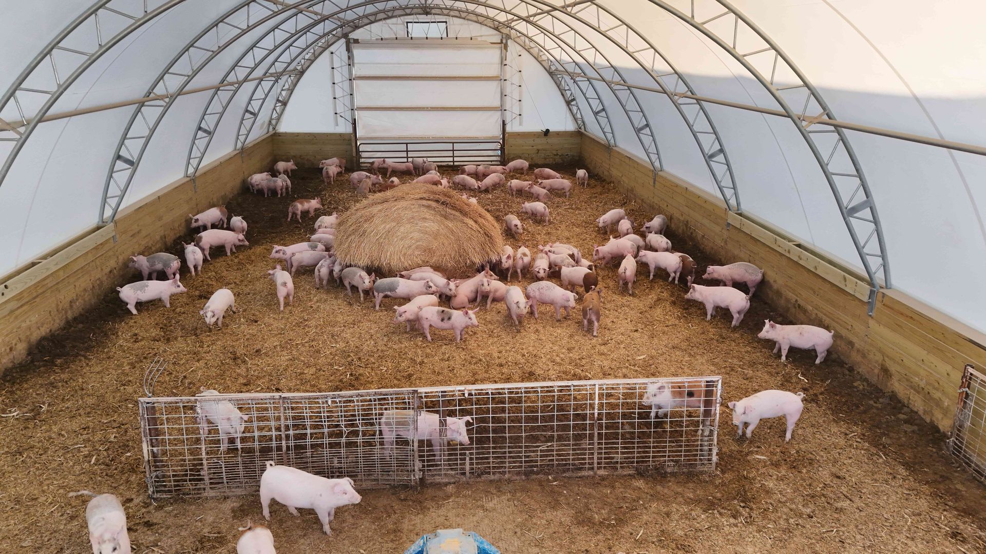 Pigs in a barn with straw bedding and a hay bale. The structure has a white roof.