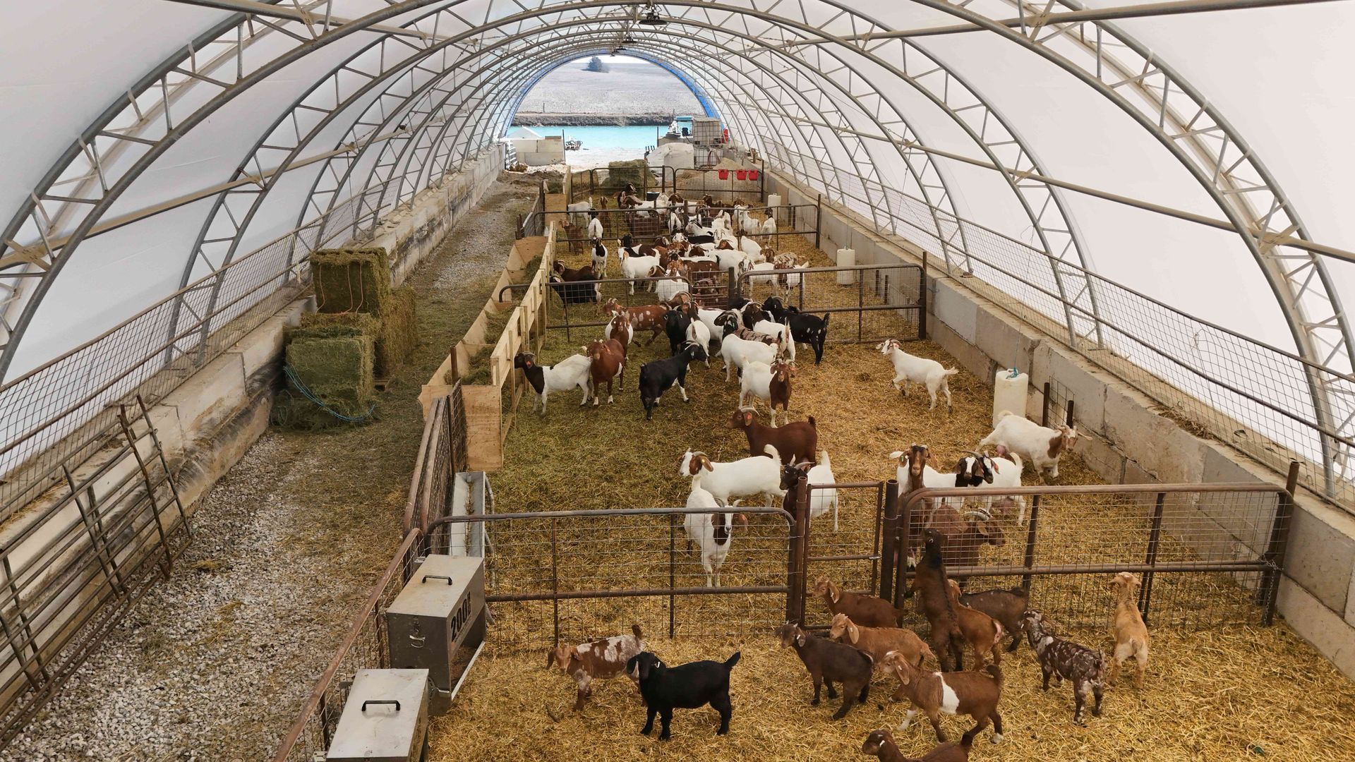 Goats inside a large, arched shelter with hay and wooden fences.