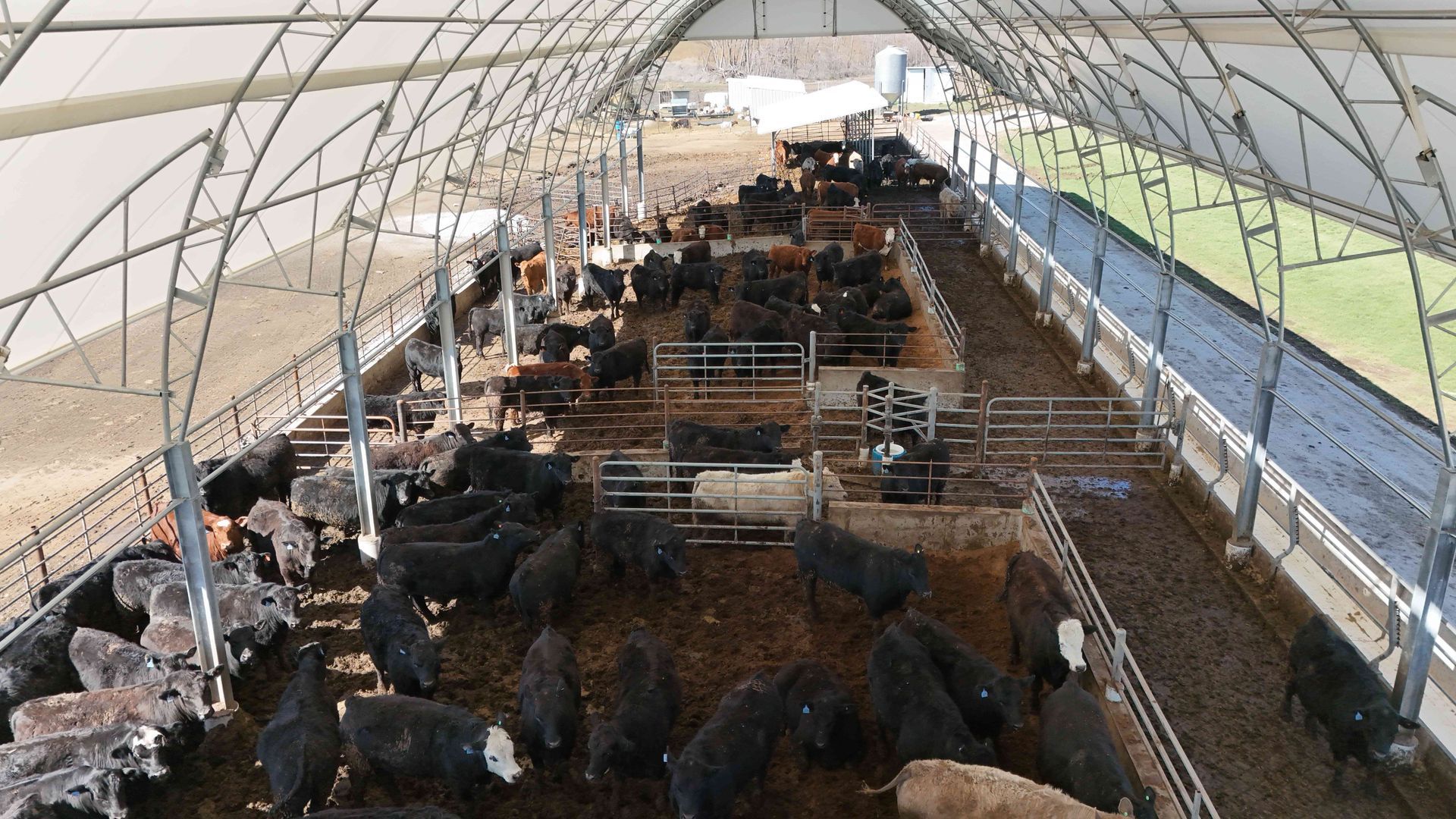 Cattle herd inside a large covered structure, likely a feedlot, with dirt floors and metal fencing.