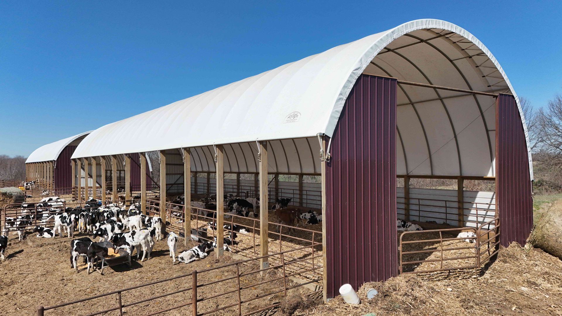 Cows in a covered barn with a white arched roof and burgundy ends, sunny day.