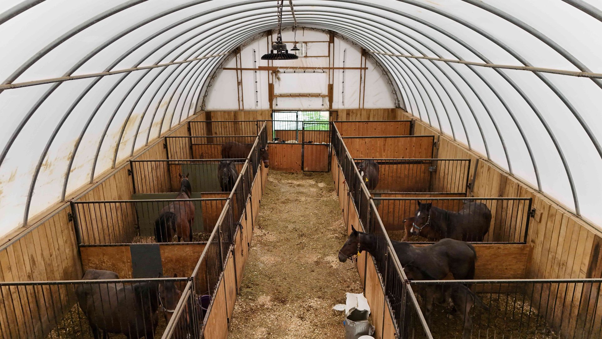 Horse stable with multiple stalls, wooden walls, arched translucent roof, horses inside.