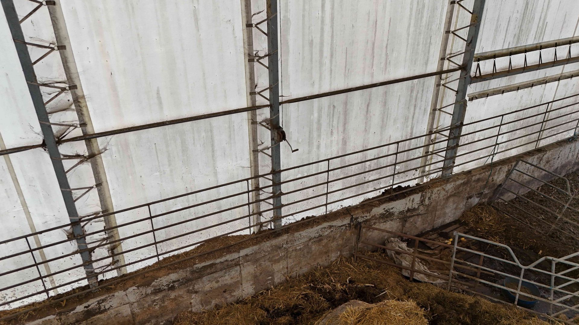 Inside a barn: metal beams and a translucent roof above hay and a concrete wall.
