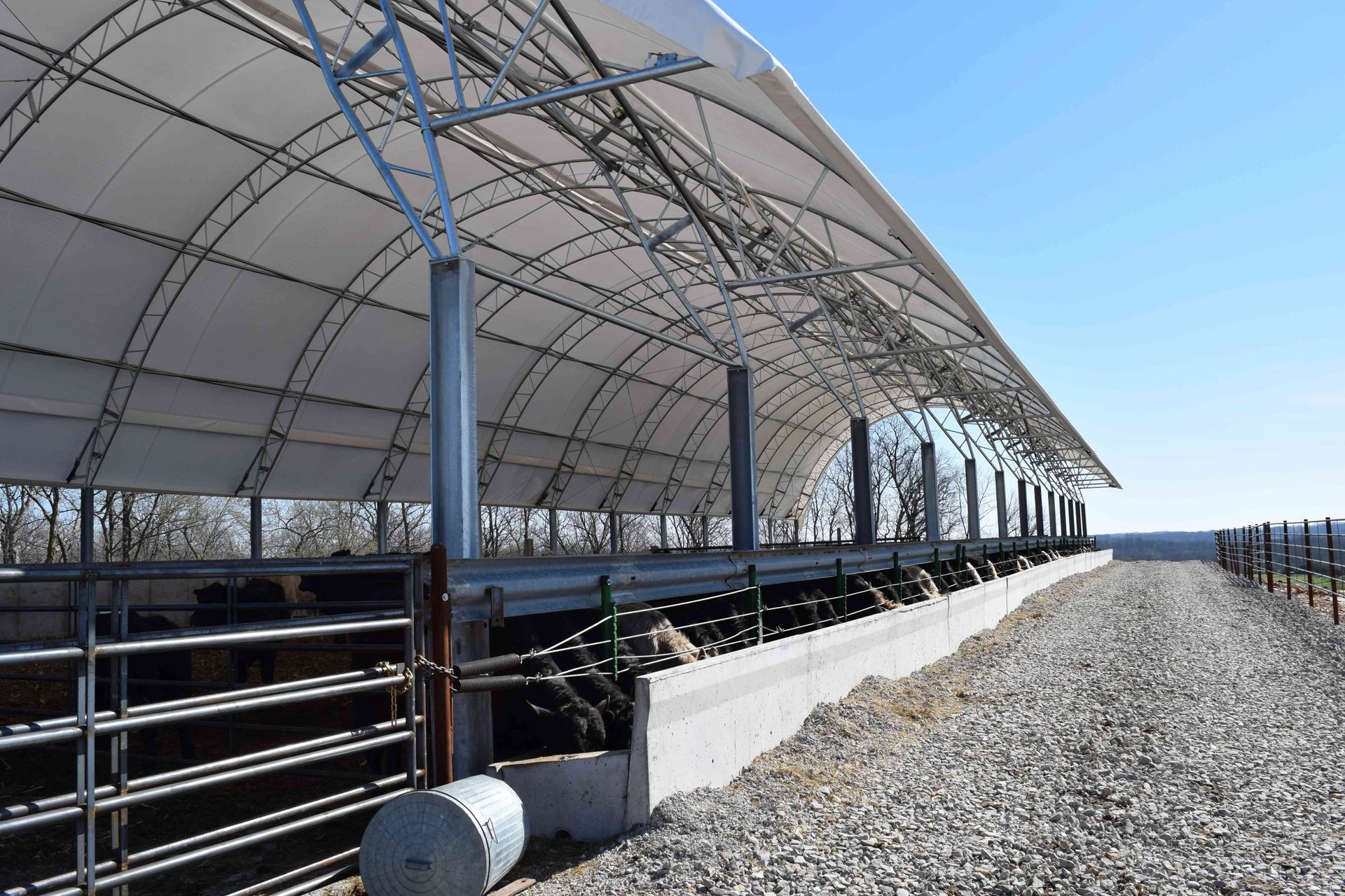 Cattle feeding under a white fabric-covered structure on a gravel path, with a blue sky background.