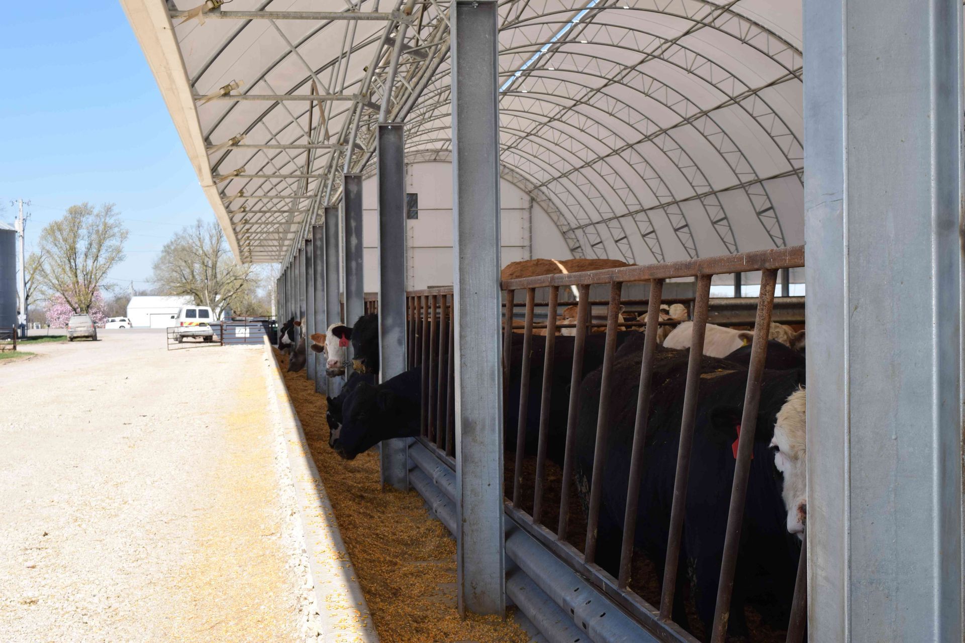 Cows eating from a trough under a white-roofed shelter. A dirt road runs along the outside.
