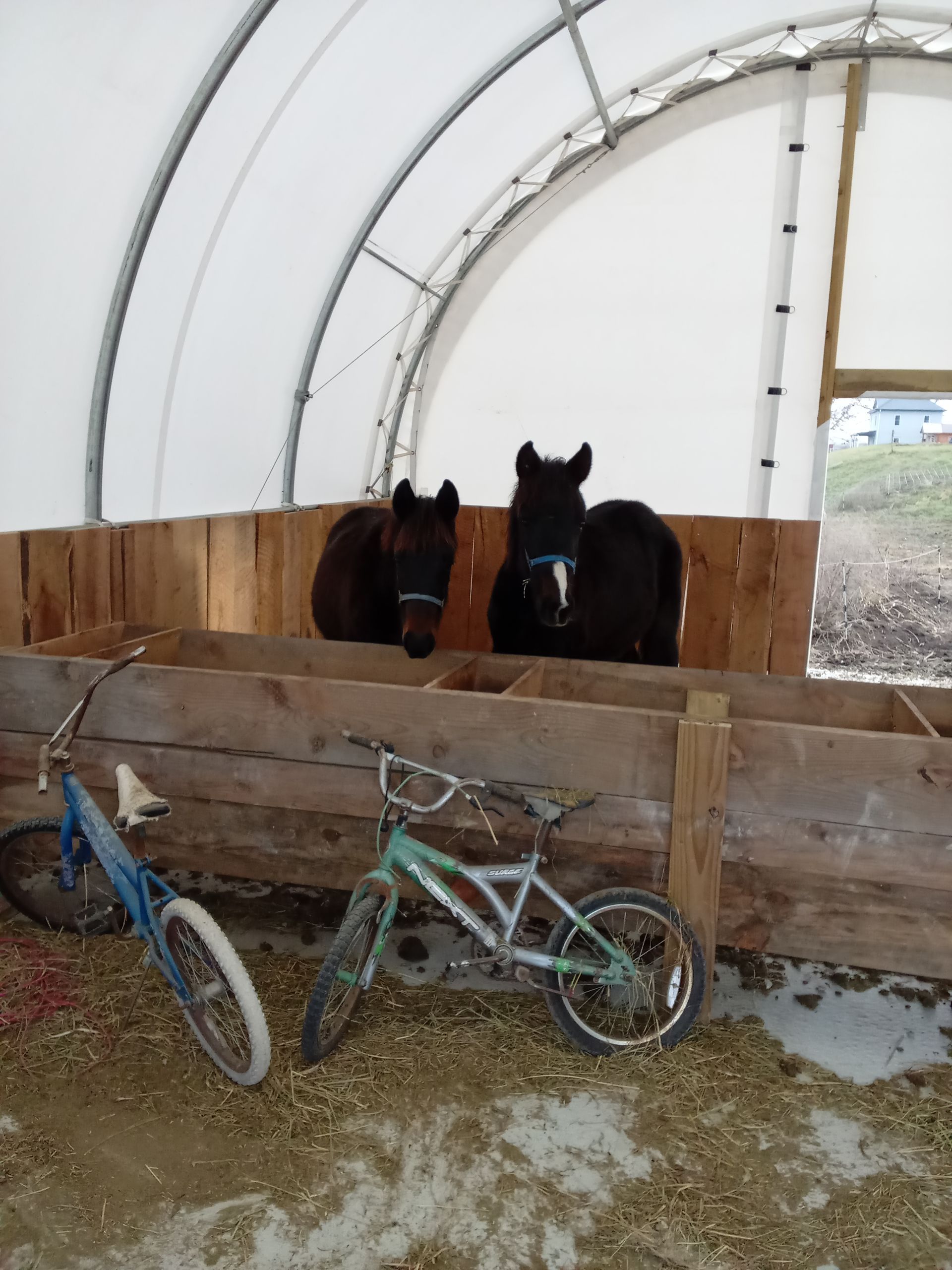 Two dark horses look over a wooden fence in a white-roofed structure. Two bicycles sit in front.