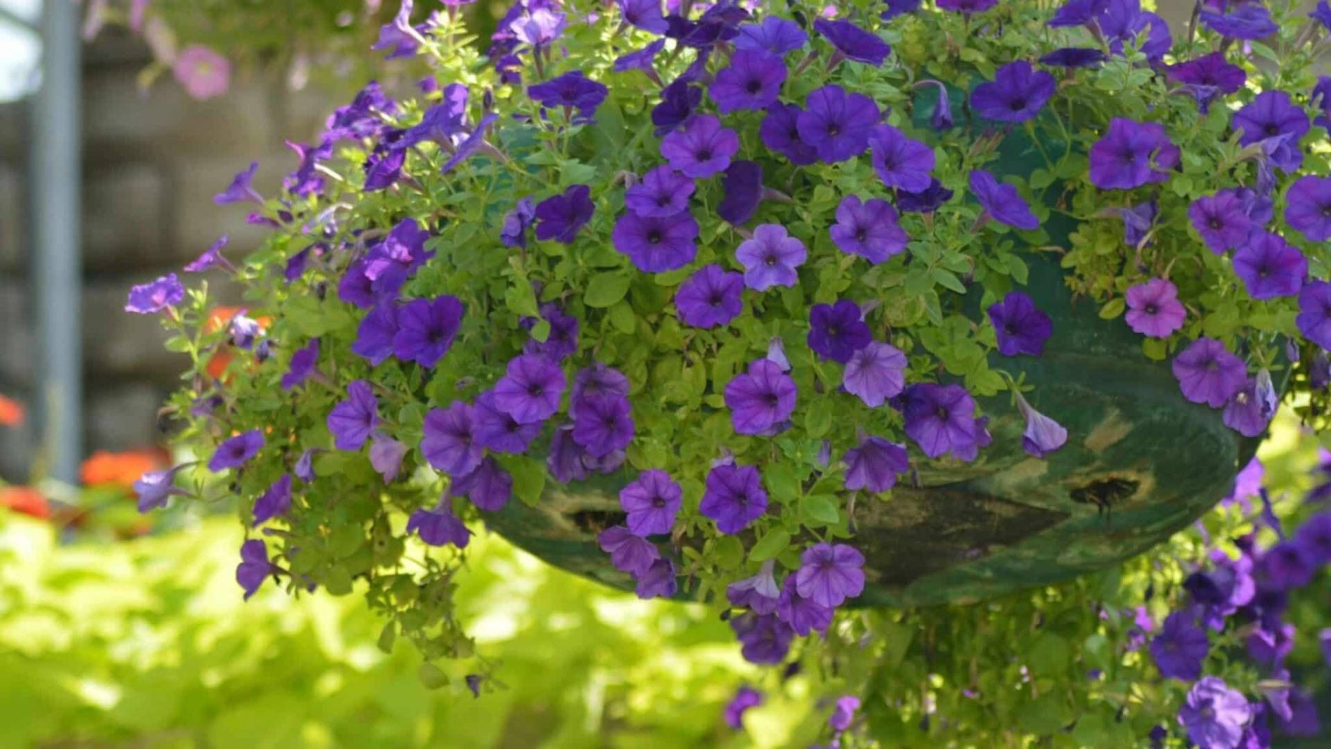 Hanging basket of purple petunias blooming in bright sunlight with a blurred garden background