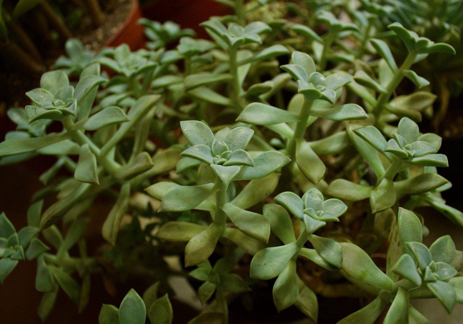 Close-up of green leafy succulent plants in a garden bed
