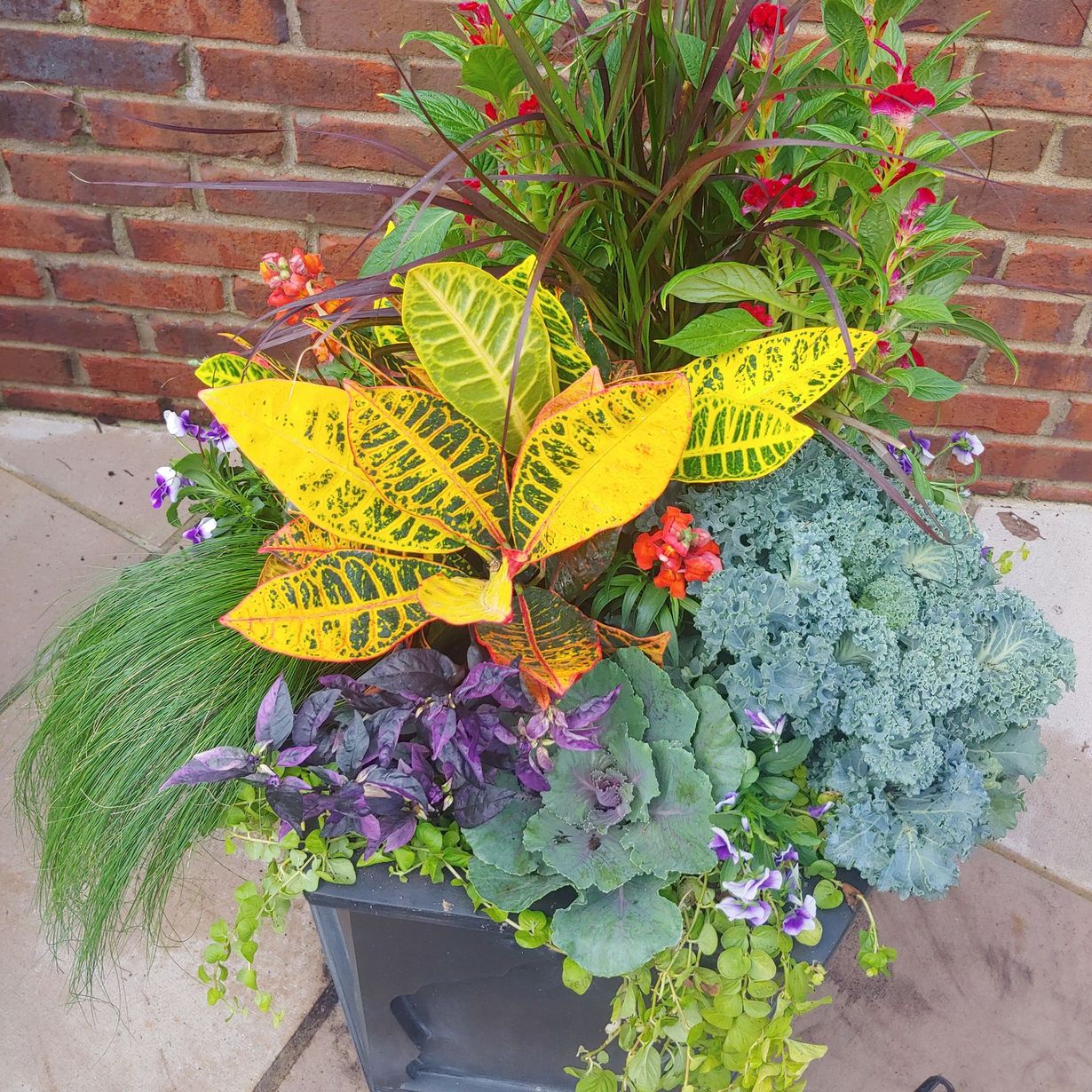 Colorful mixed potted flowers and foliage in a black planter against a brick wall