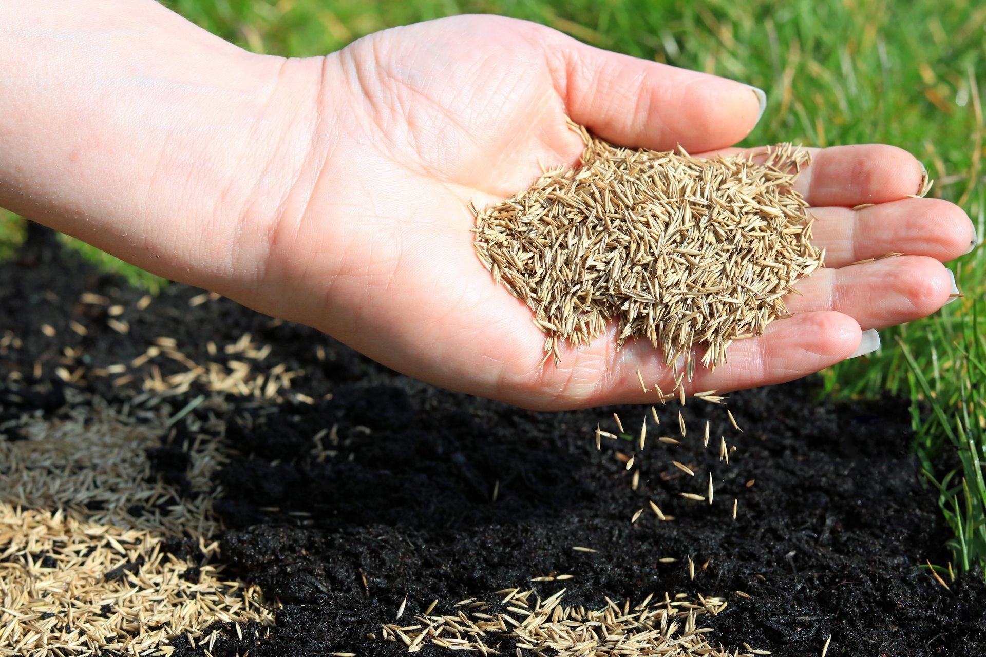 Seedlings sprouting in soil-filled seed trays with soft natural light