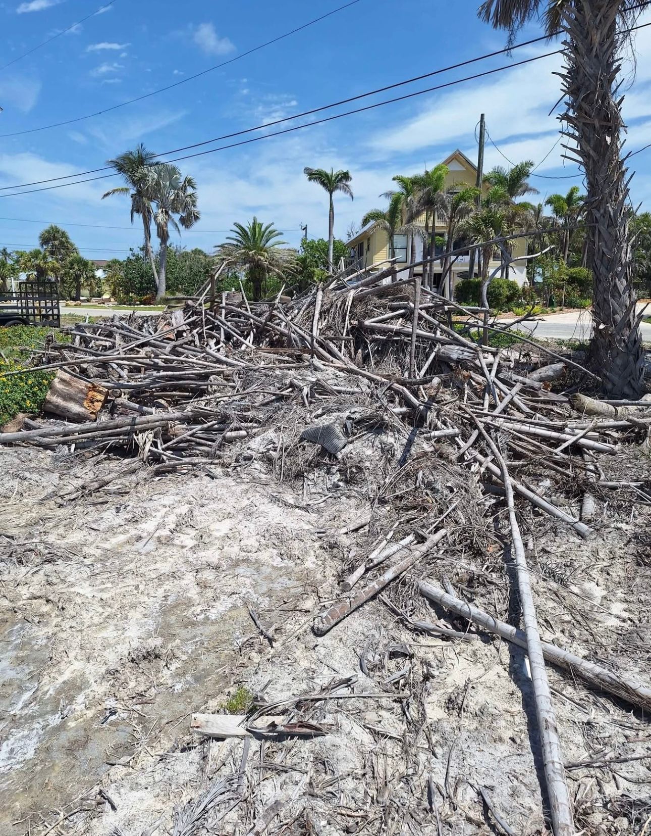 Pile of driftwood on sandy ground near beach with palm trees and buildings in the background.