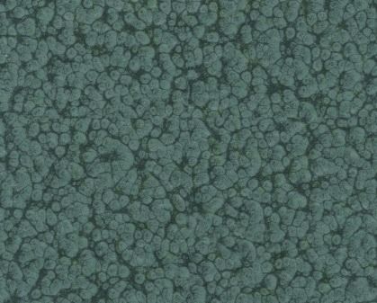 Close-up of dense green-gray pebbled or coral-like texture filling the frame