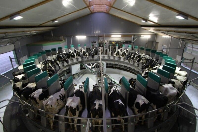 Cows lined up in a circular milking parlor inside a barn, viewed from above.