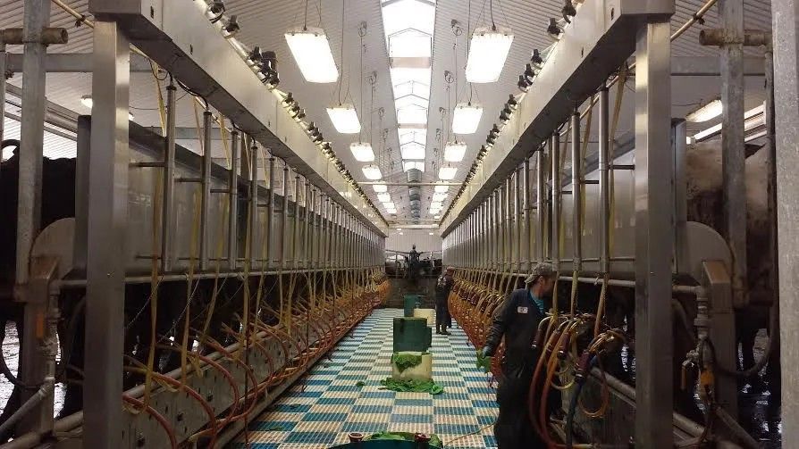 A worker operates a modern, long-aisle dairy parlor with cows lined up in metal stalls on either side.