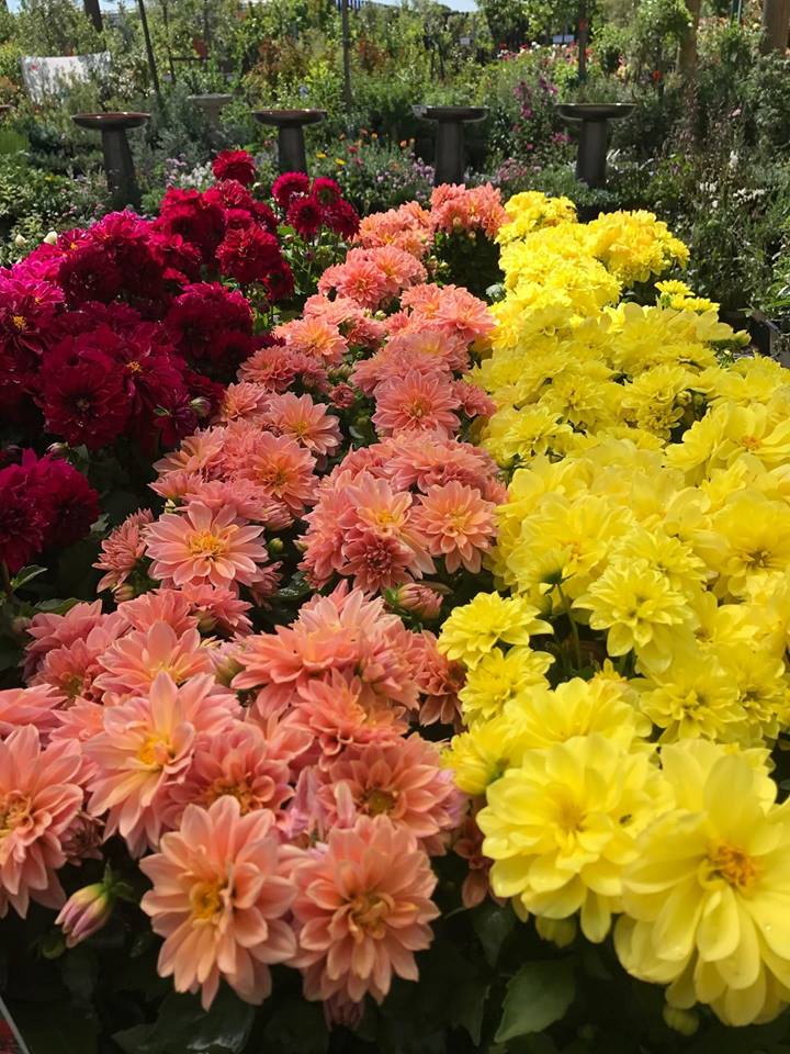 Johnson Garden Center Gardening Products Hill, CA