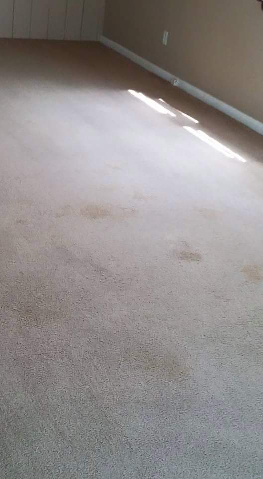 after carpet cleaning
