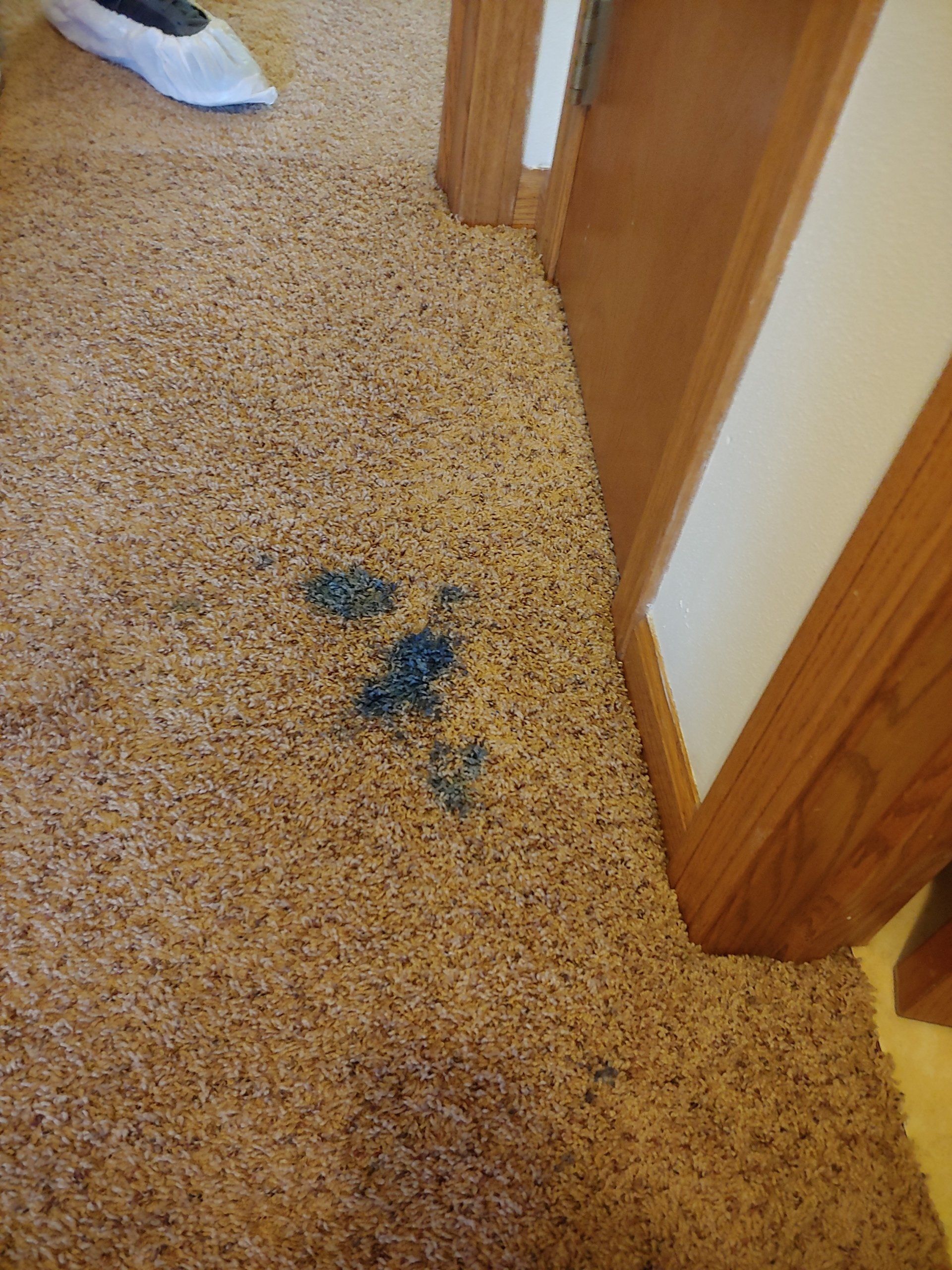 before carpet cleaning