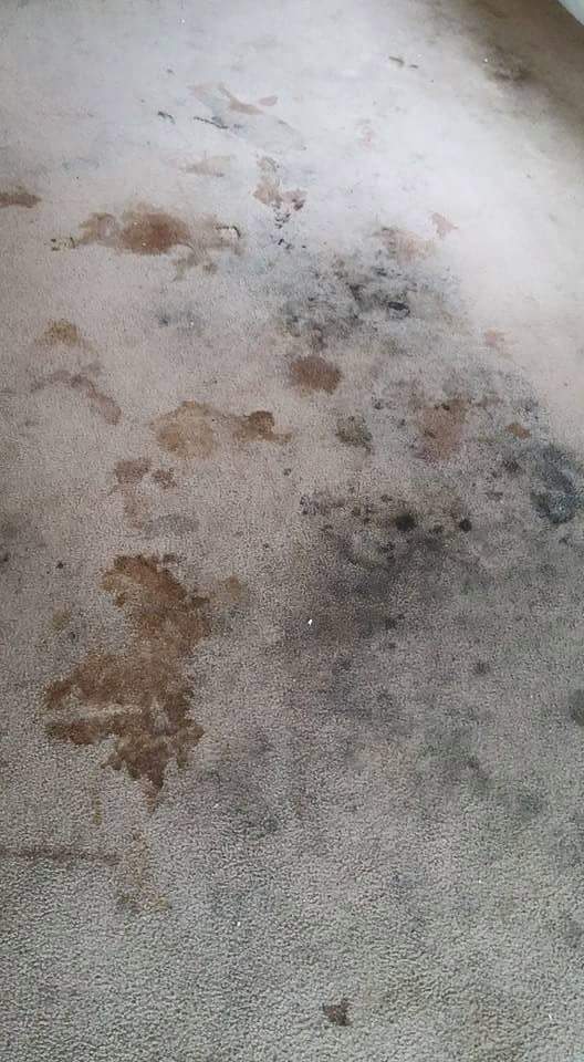 before carpet cleaning