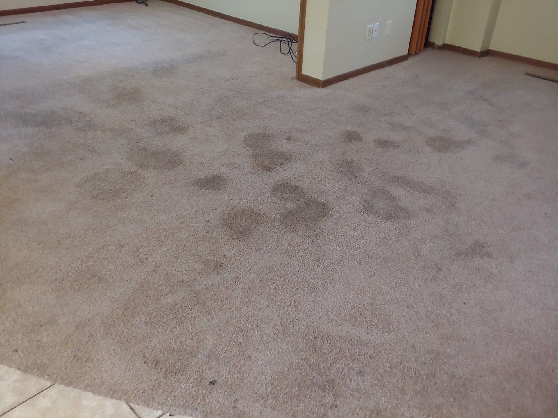 before carpet cleaning