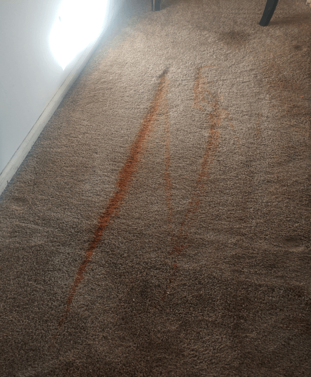 before carpet cleaning