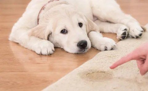 Dog and carpet stain