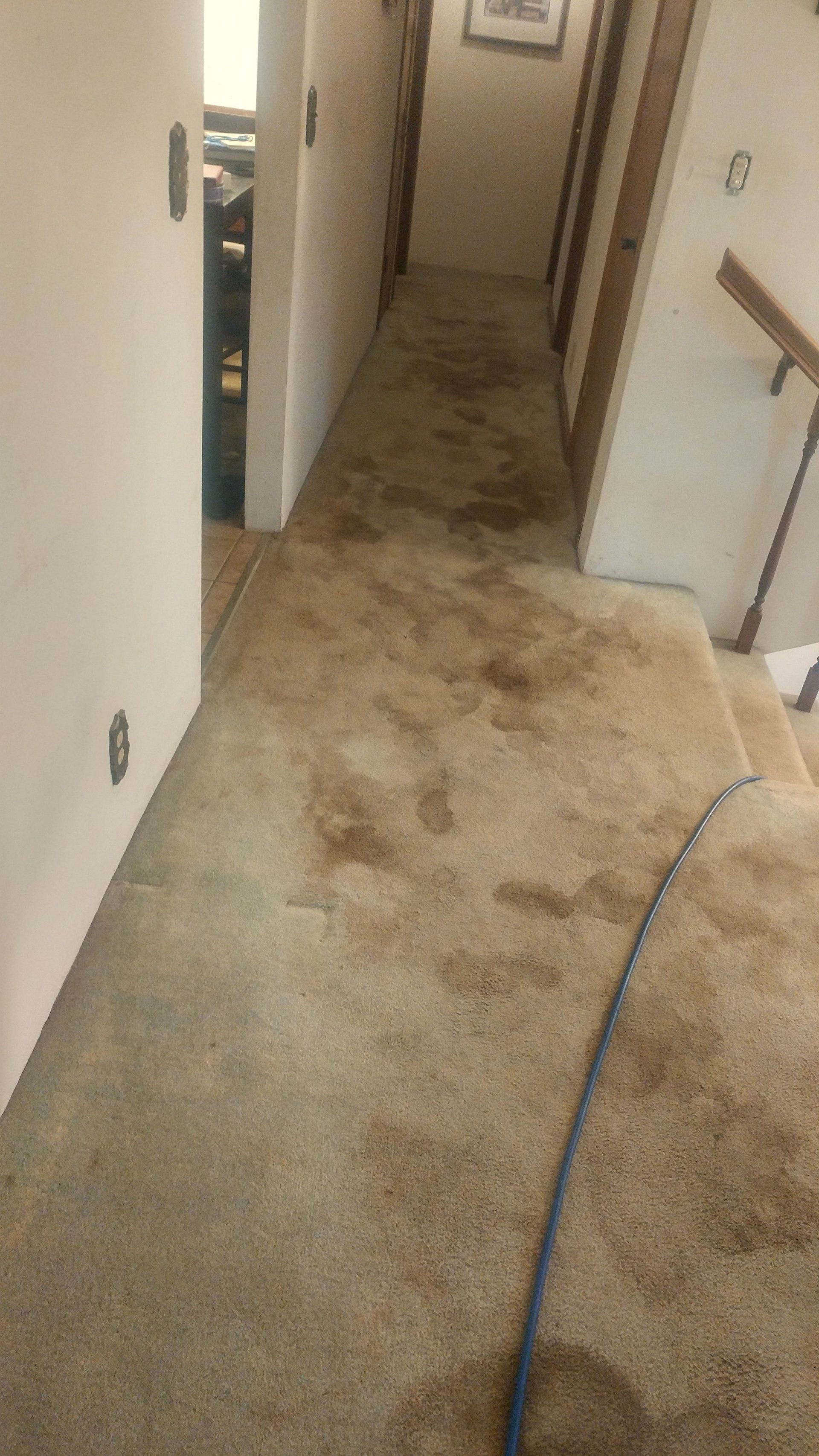 carpet cleaning