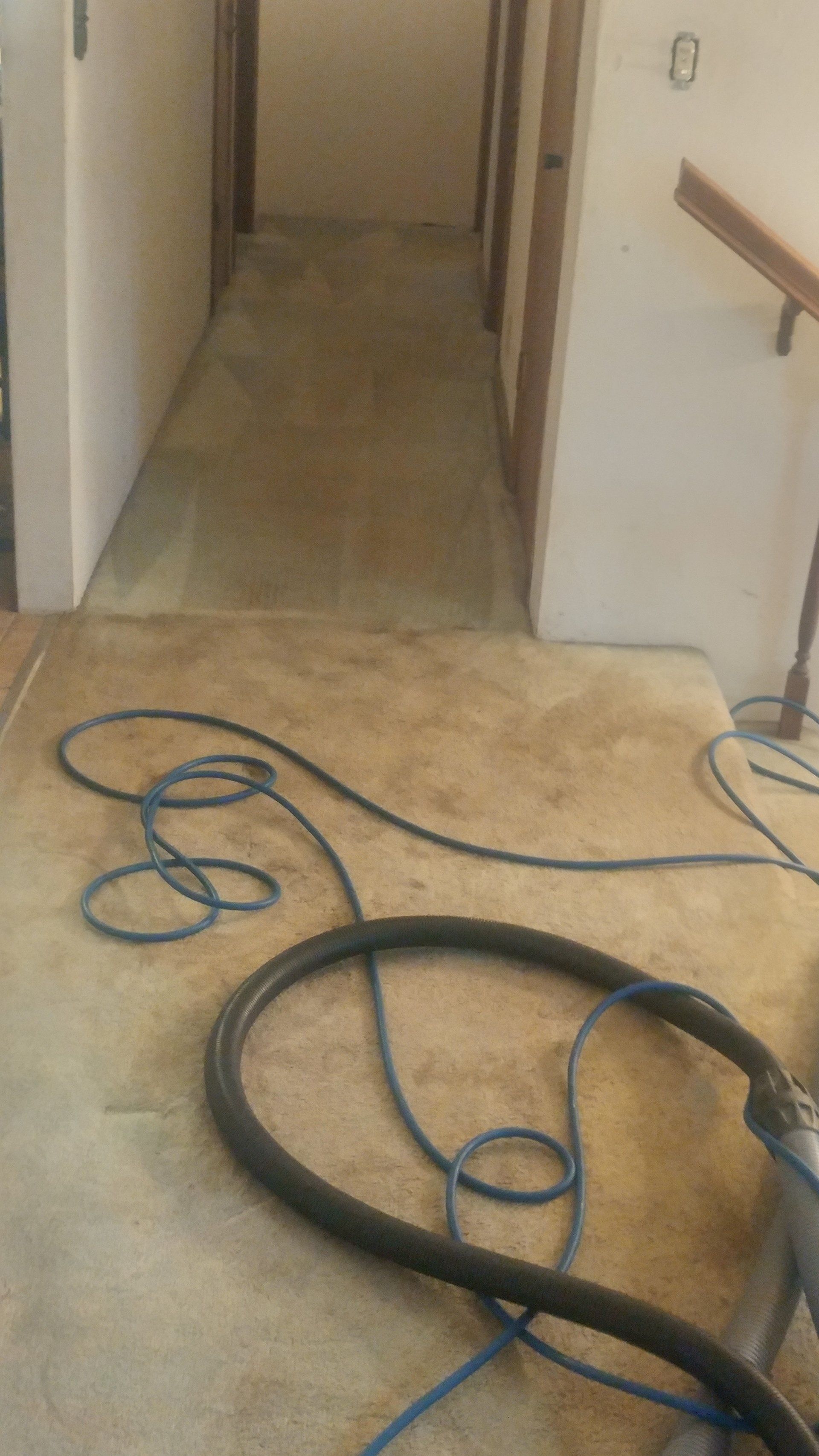 carpet cleaning