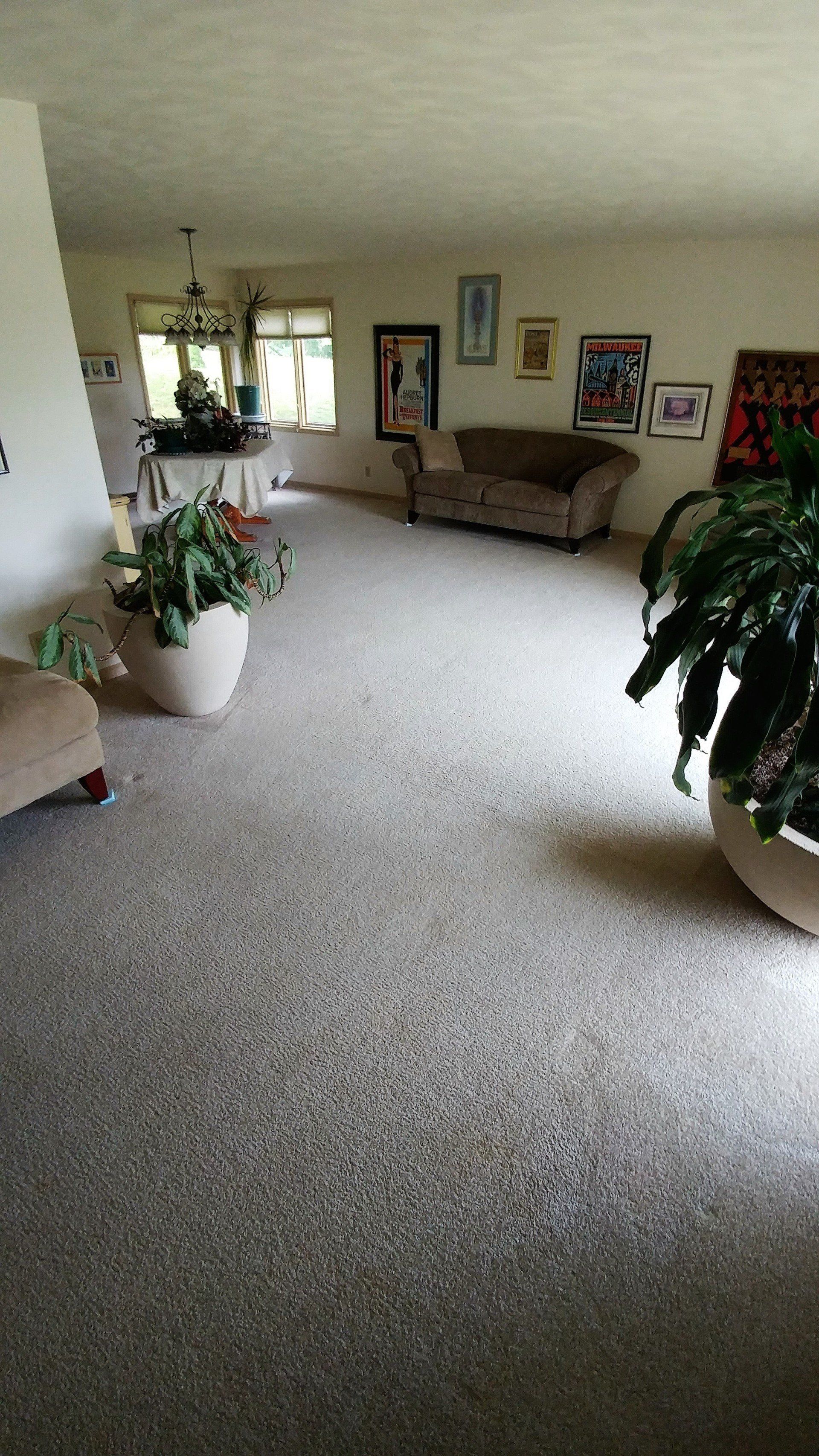 clean carpet