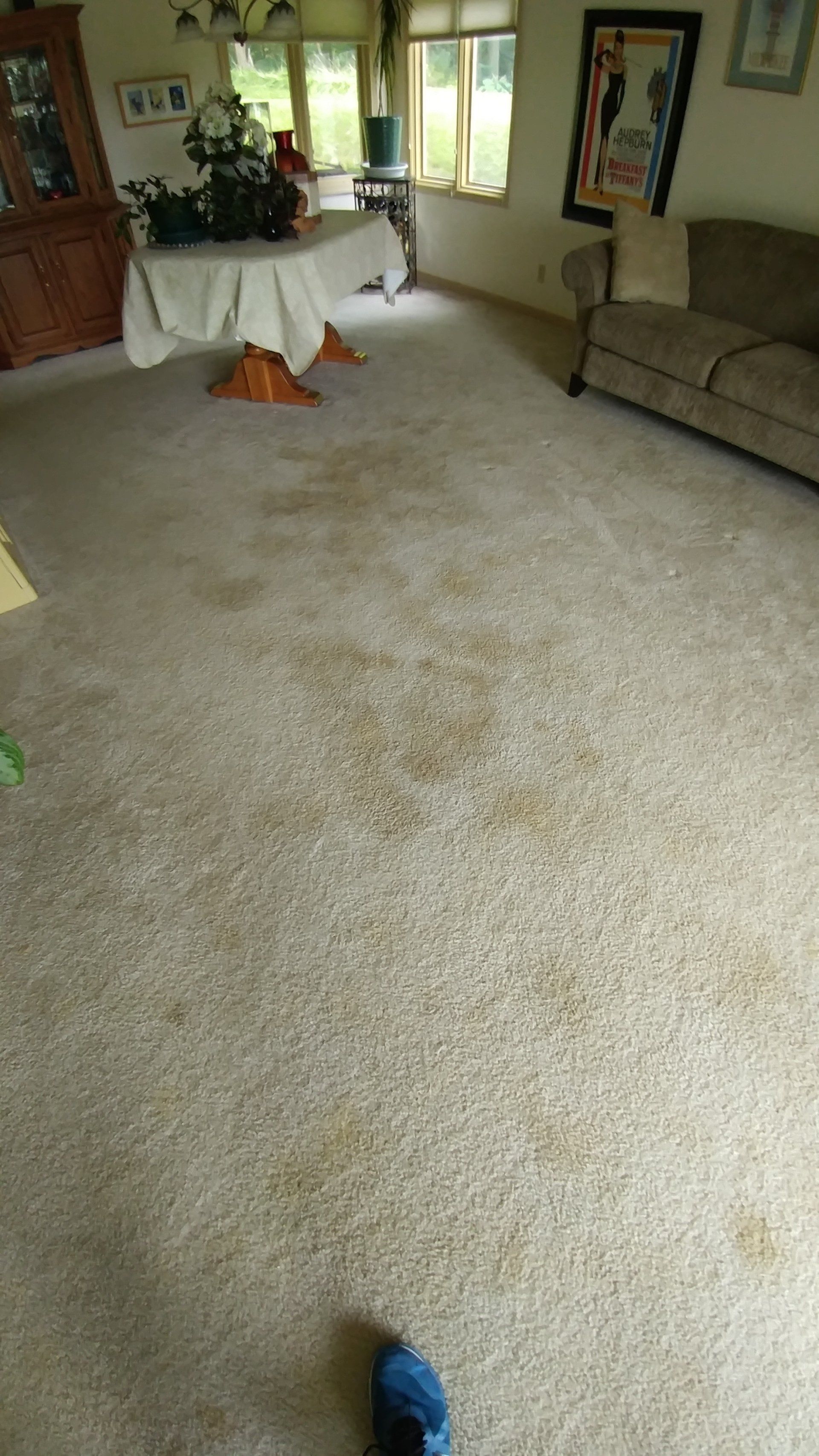 carpet cleaning