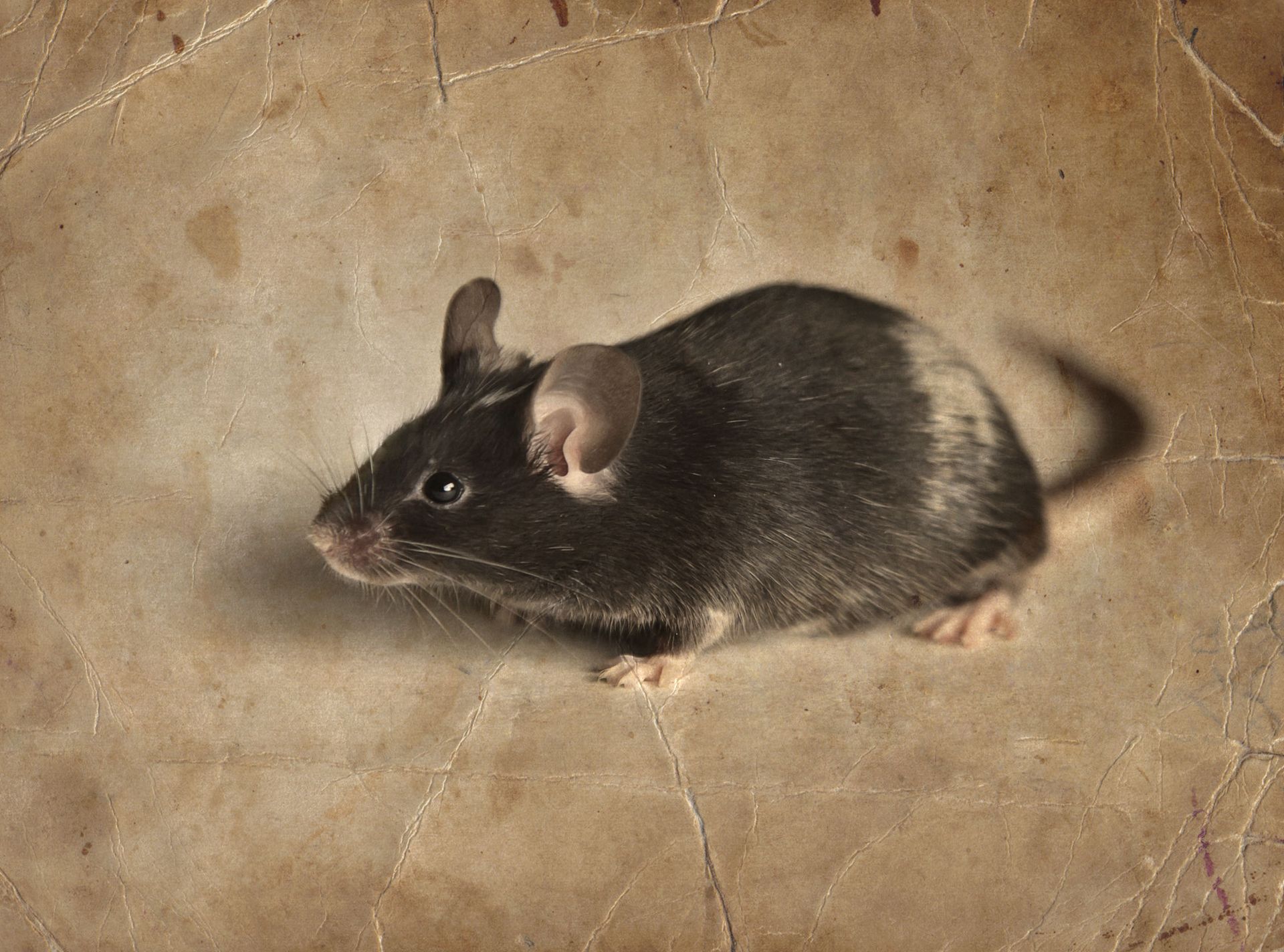 Black and white mouse on a textured brown surface.