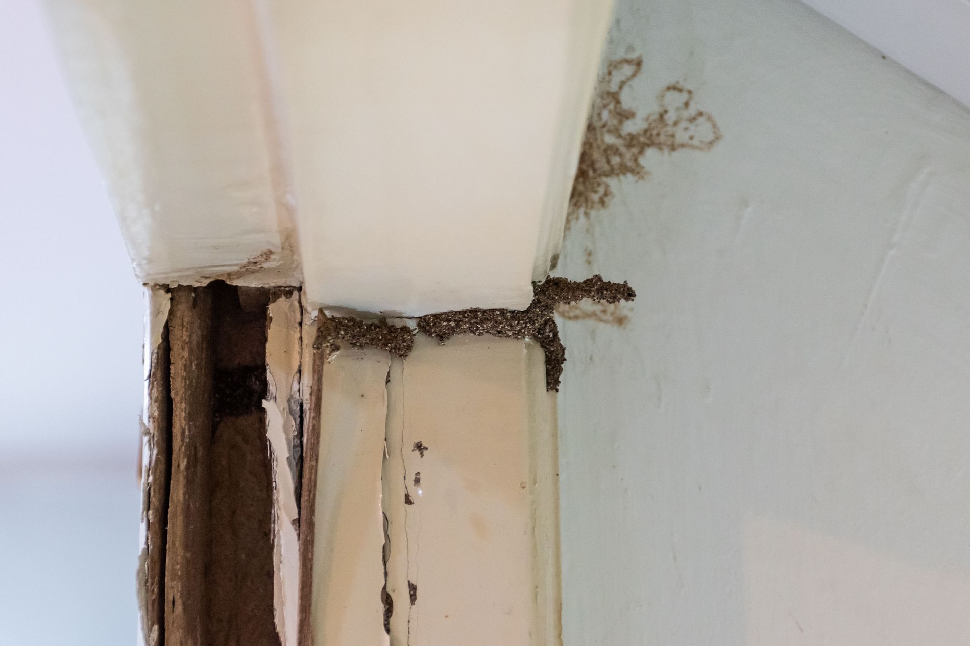 Termite damage on a white door frame, revealing wood decay. Brown mud tubes visible.