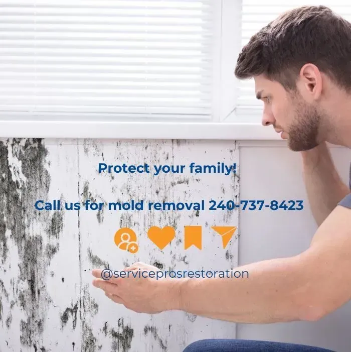 Man inspecting mold on a wall, promoting mold removal services. Text: