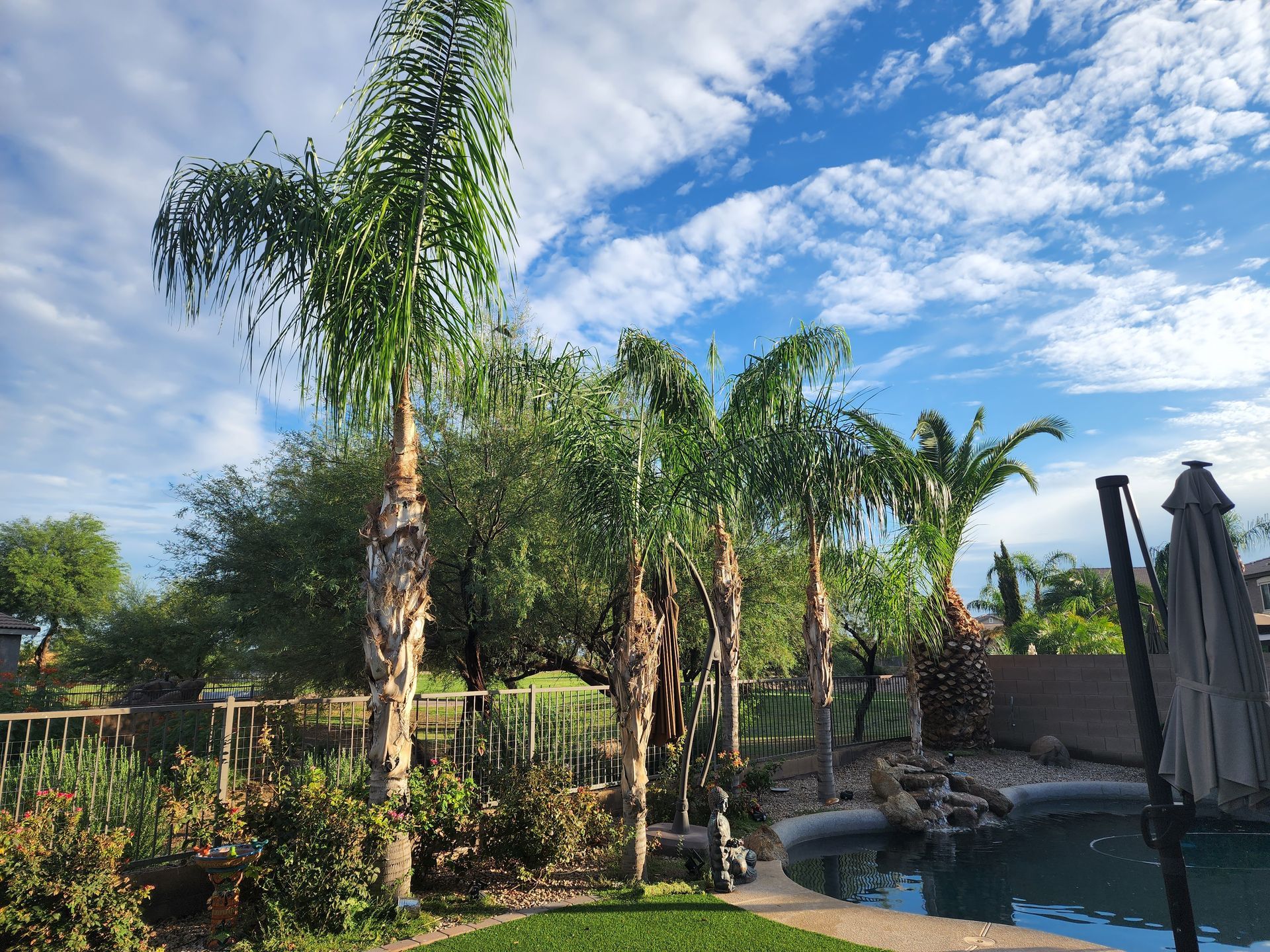 A swimming pool surrounded by palm trees and umbrellas in a backyard.