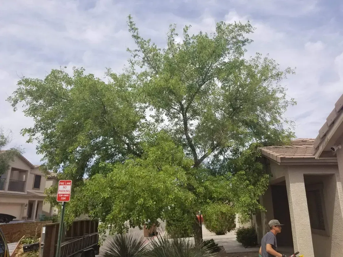 A man is cutting a tree in front of a house.