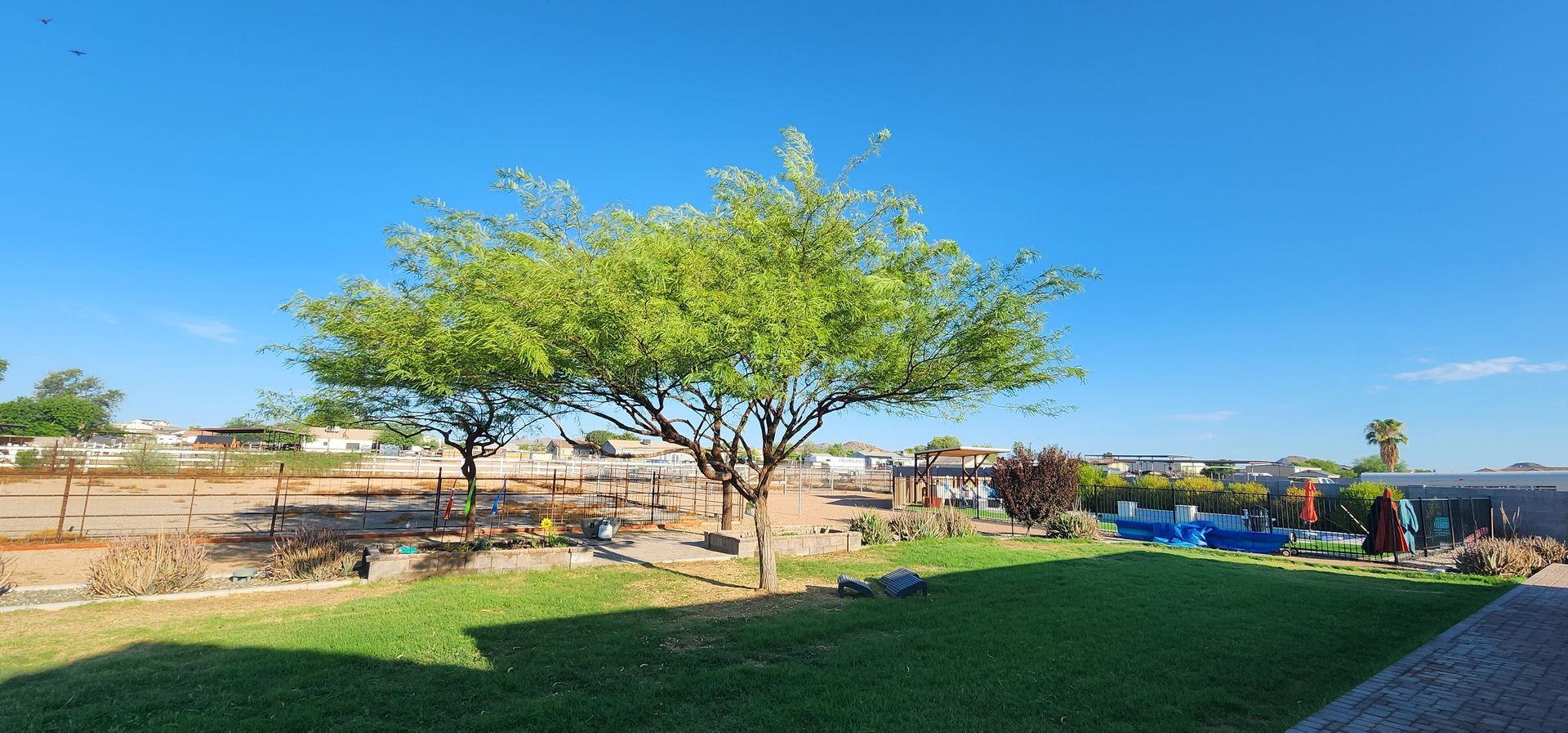 A tree in a park with a blue sky in the background.