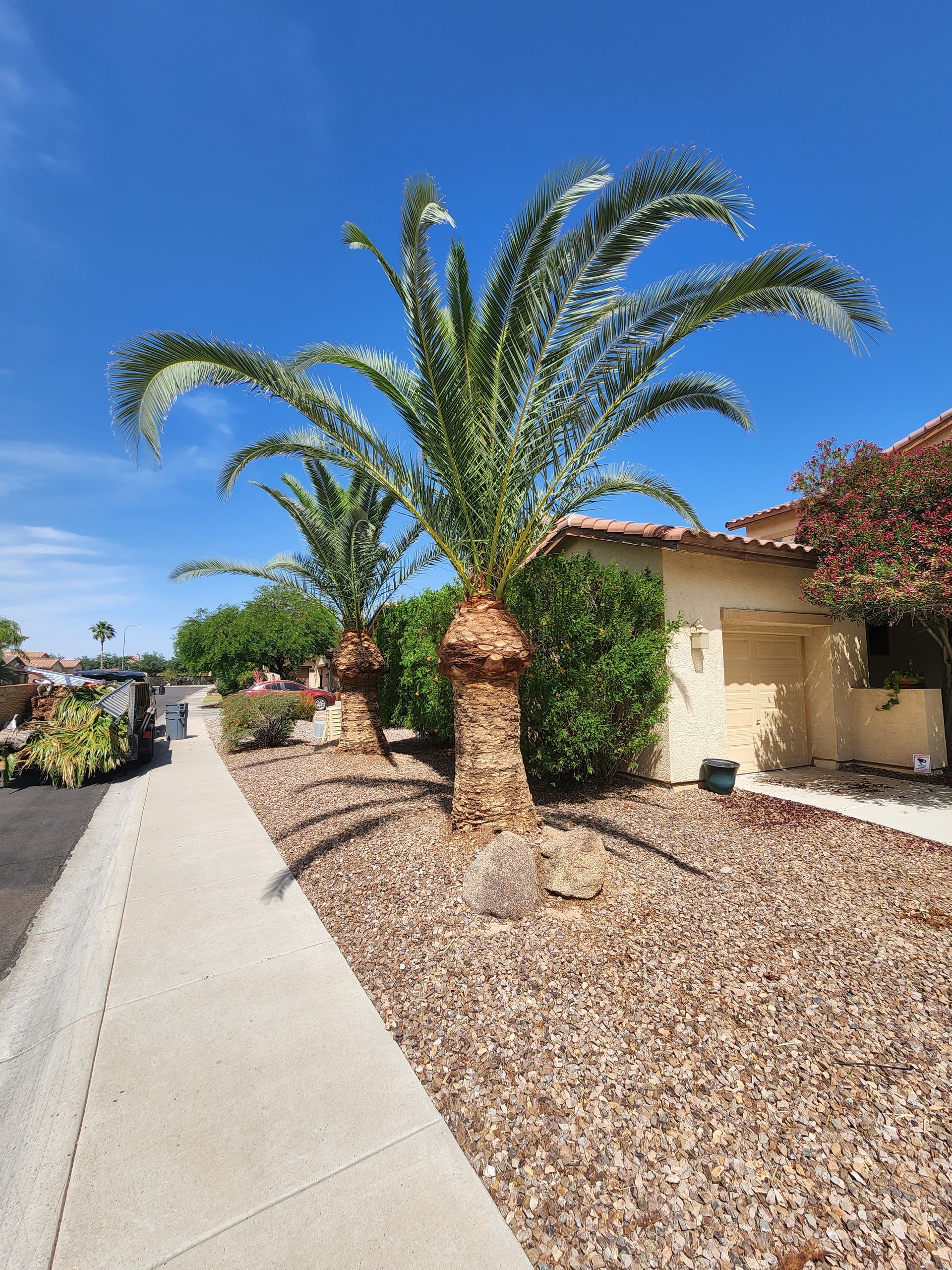 A palm tree is standing next to a sidewalk in front of a house.