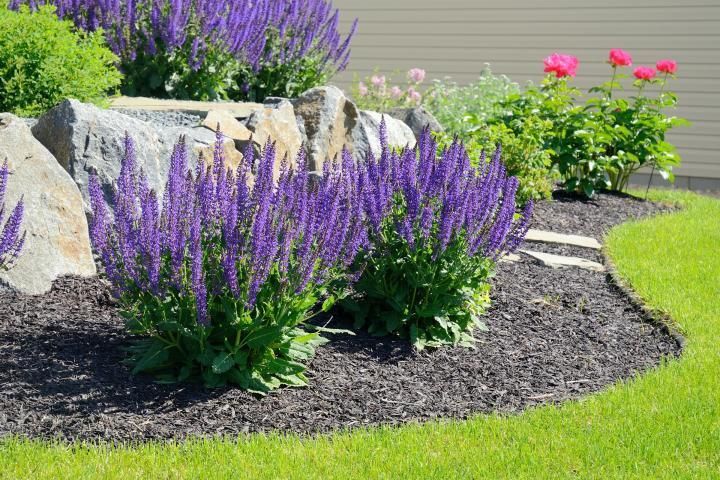 Purple salvia plants bloom in a landscaped bed with rocks and black mulch, edged by green grass.
