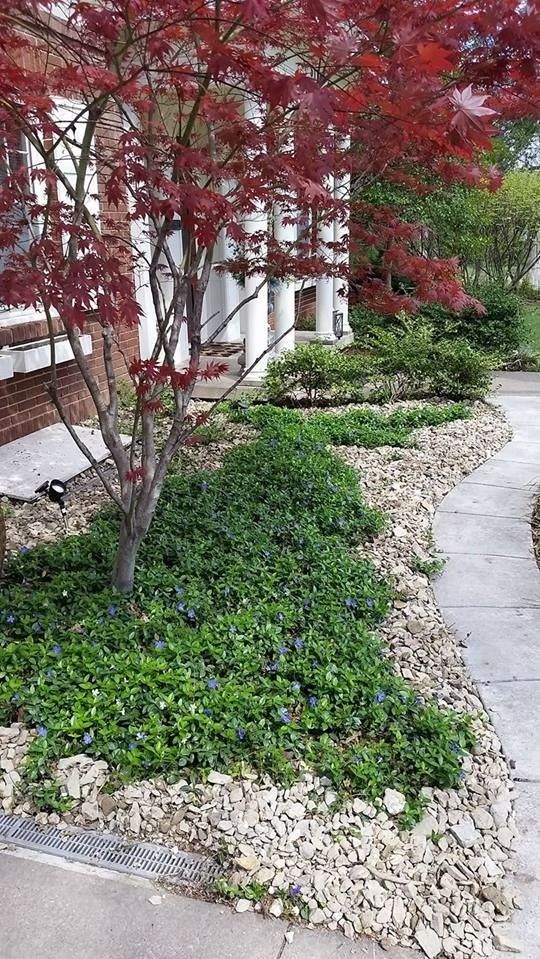Red Japanese maple next to a house, with a stone-lined garden full of green ground cover and blue flowers, with a concrete path.