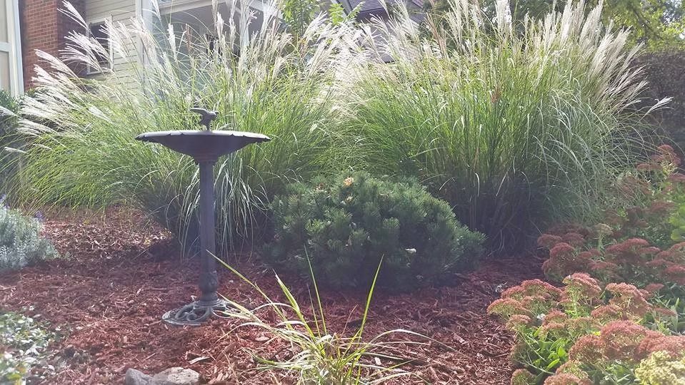 Birdbath in a garden, surrounded by ornamental grasses, shrubs, and red mulch.