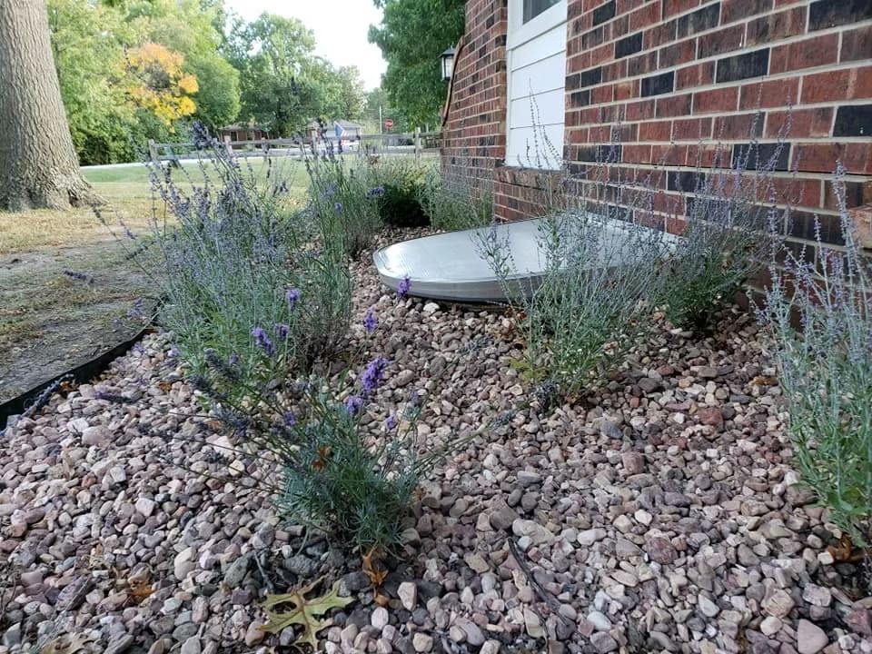 Lavender plants in a gravel bed beside a brick building with a window well cover.