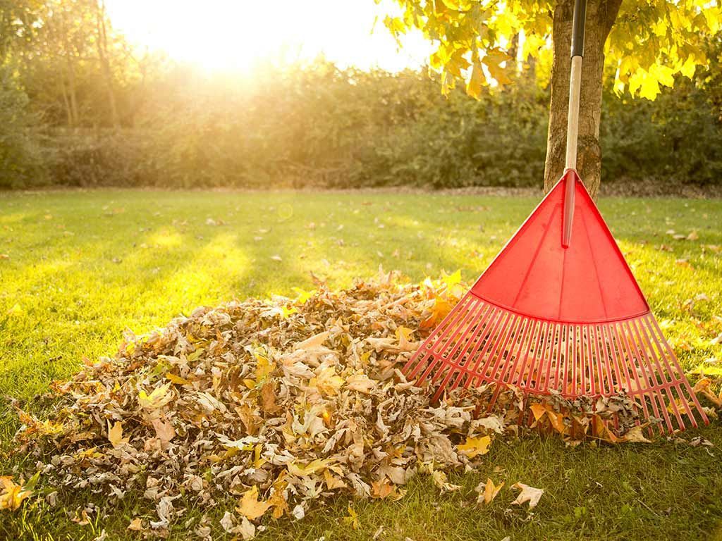 Pile of fallen autumn leaves with red rake leaning against a tree, backlit by sunlight.